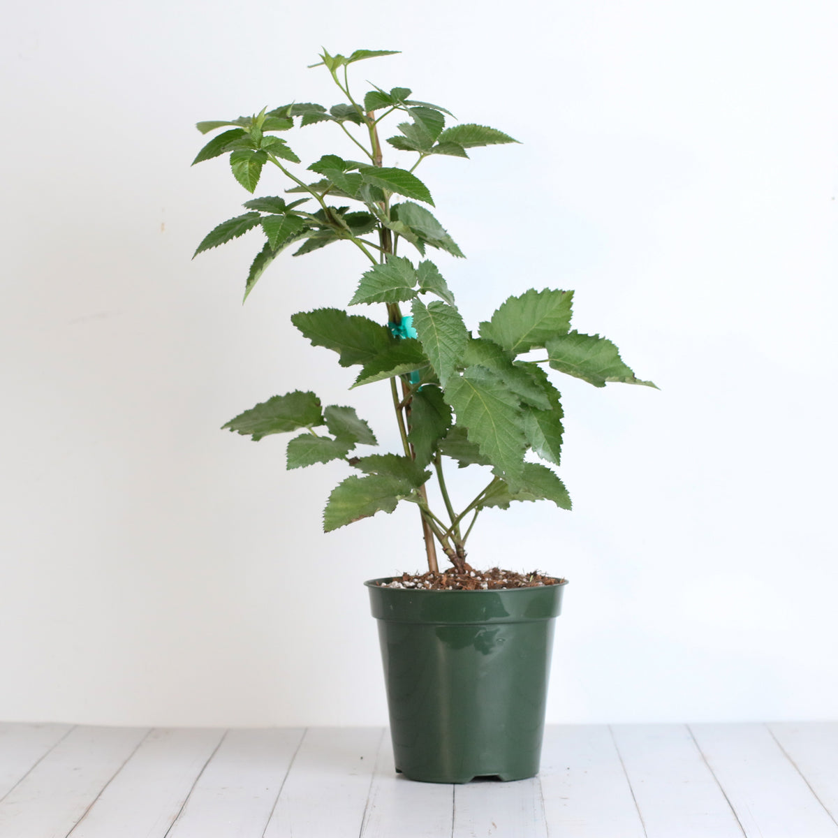 blackberry plant
