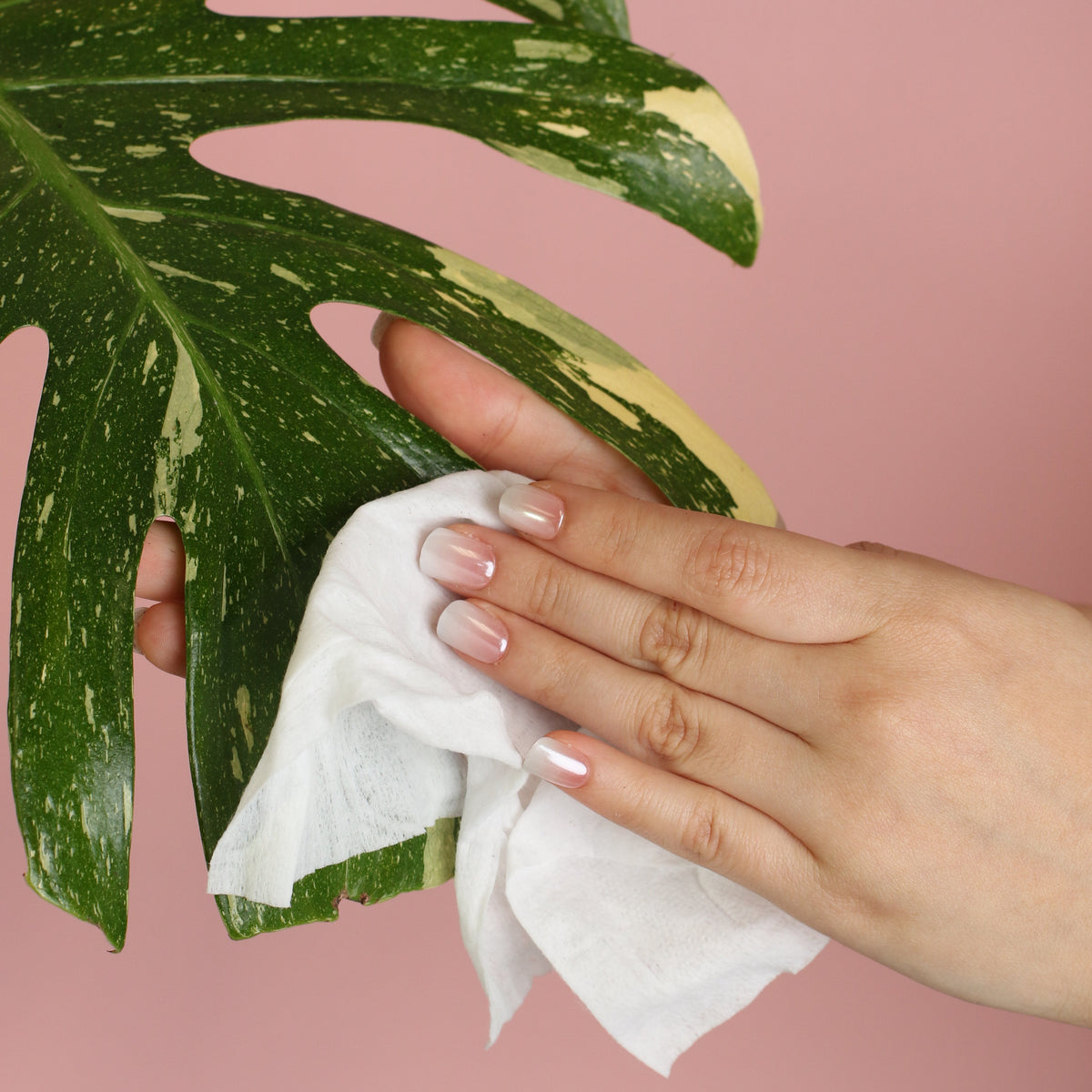Cleaning leaves with Plant Shield and Shine