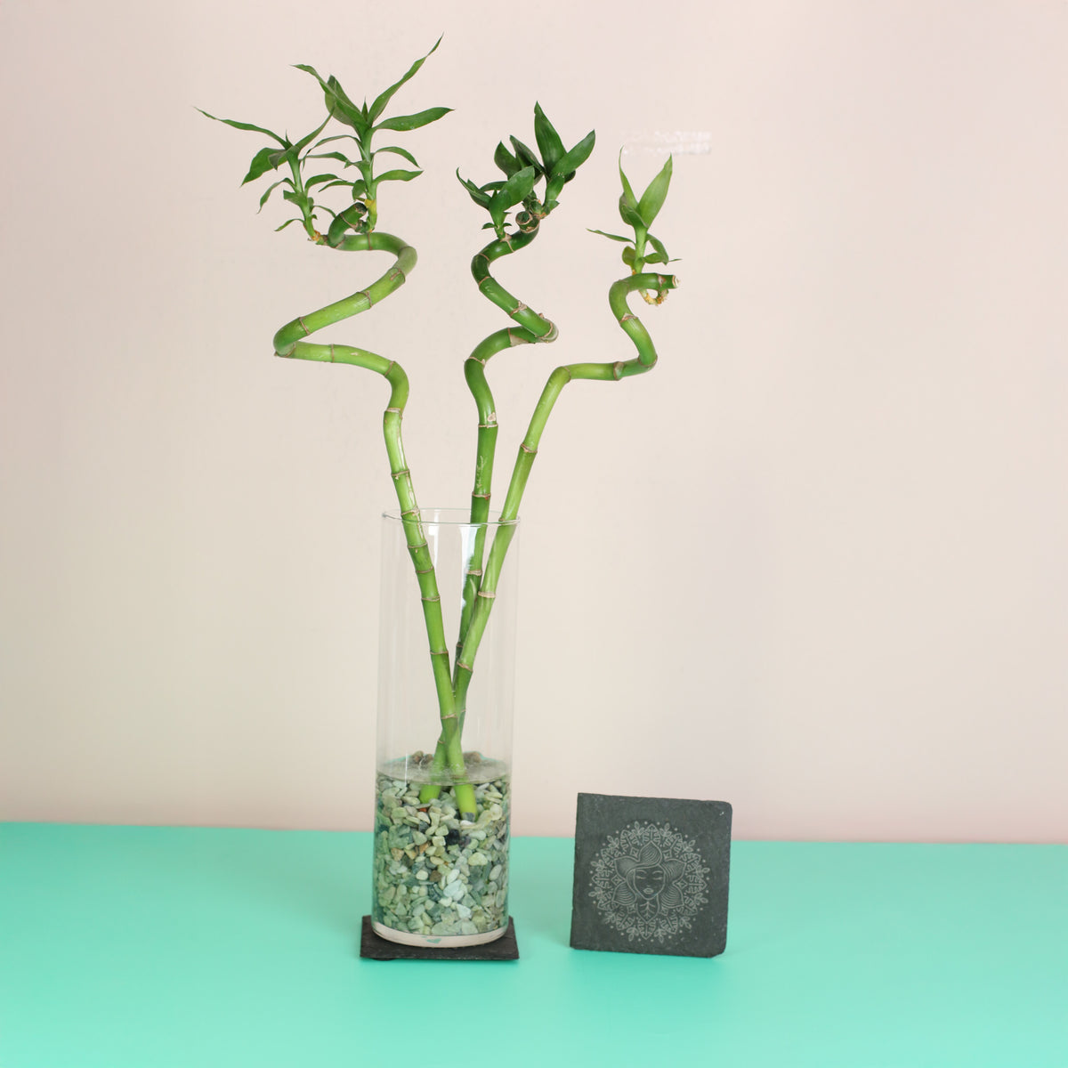 Plant Coaster Set of 2 made out of slate. 