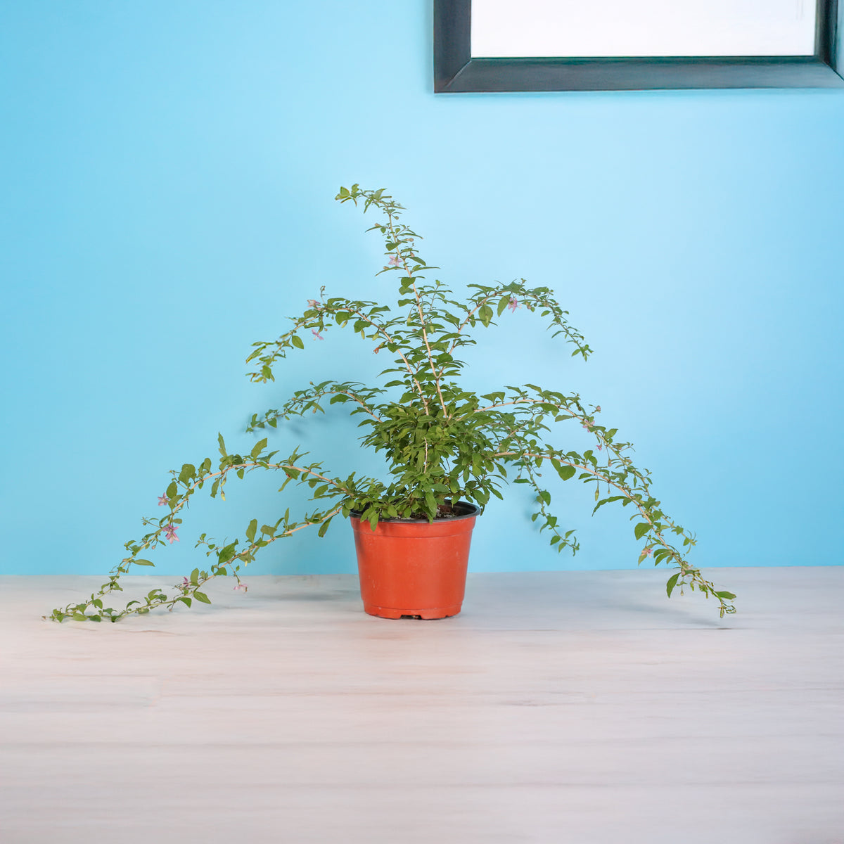 Goji Berry on table top
