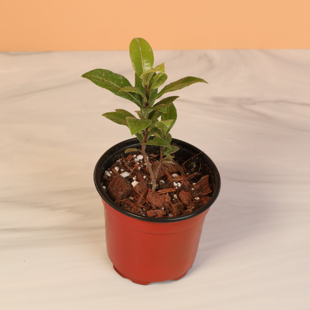 Mickey Mouse Plant Ochna Thomasiana