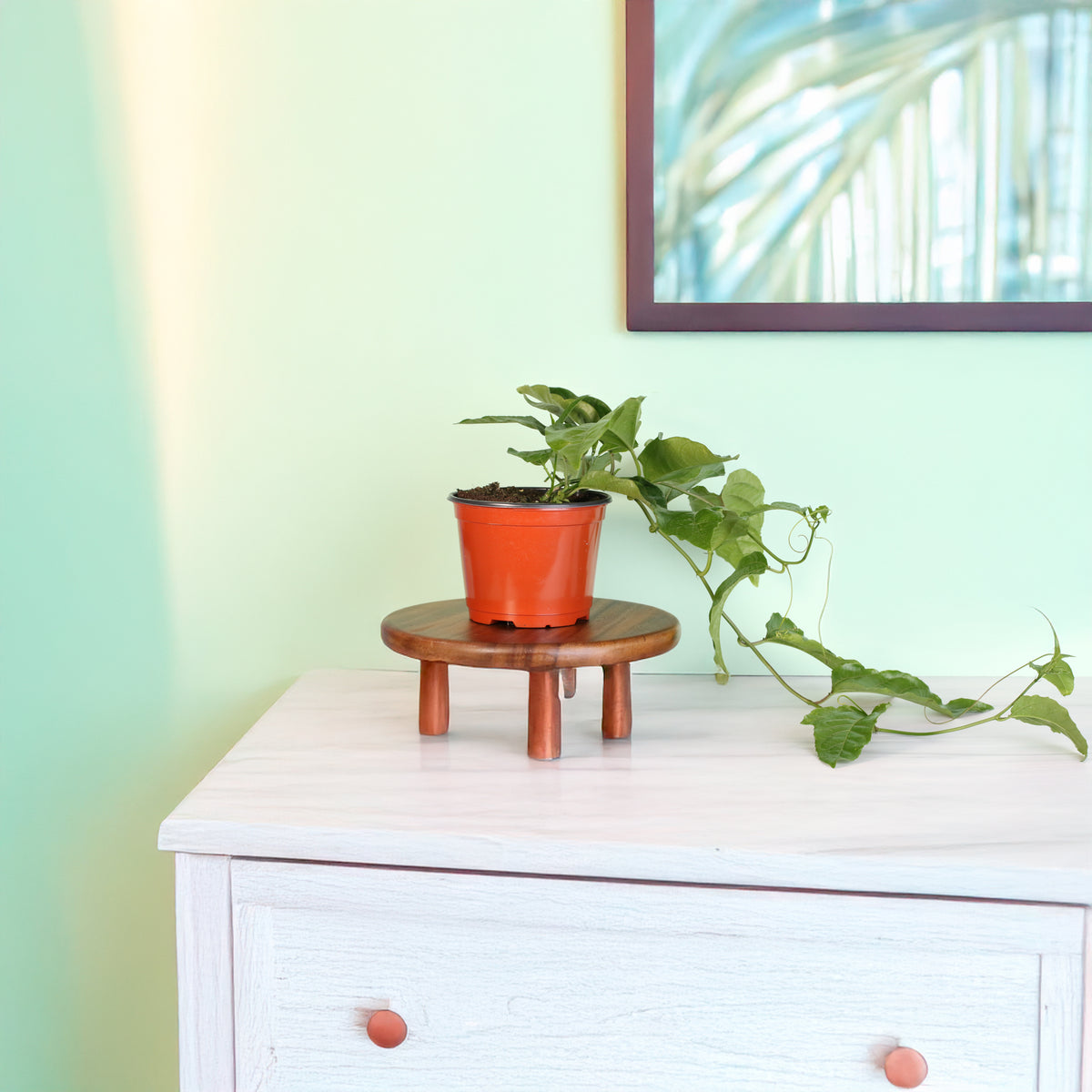 Passion Fruit Possom Purple on plant stand