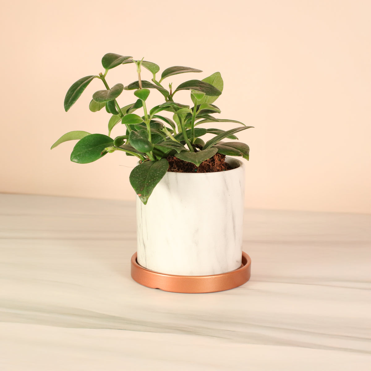 Hoya Mona Lisa Lipstick Plant