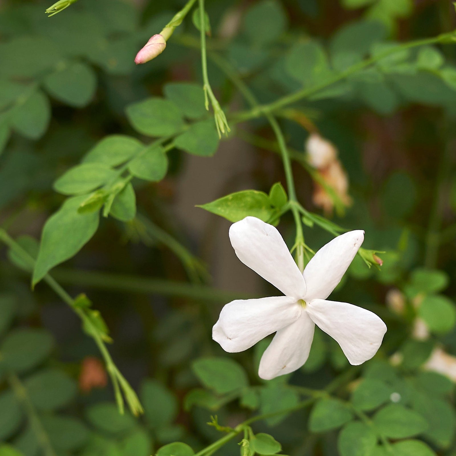 Poet's Jasmine Flowering