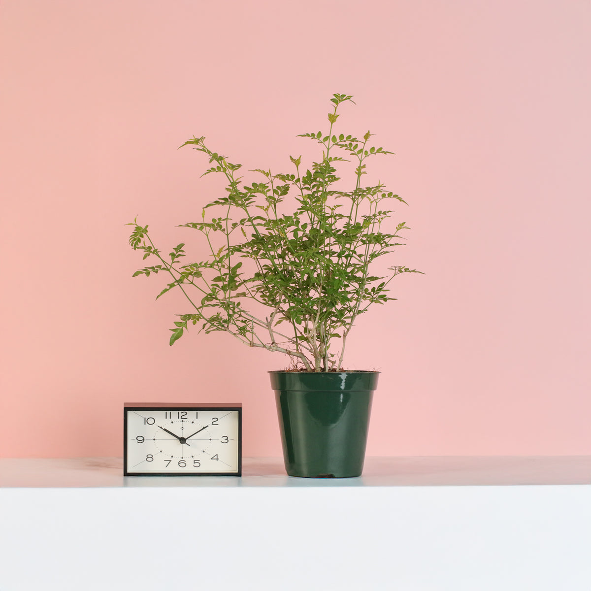 Poet’s Jasmine next to clock