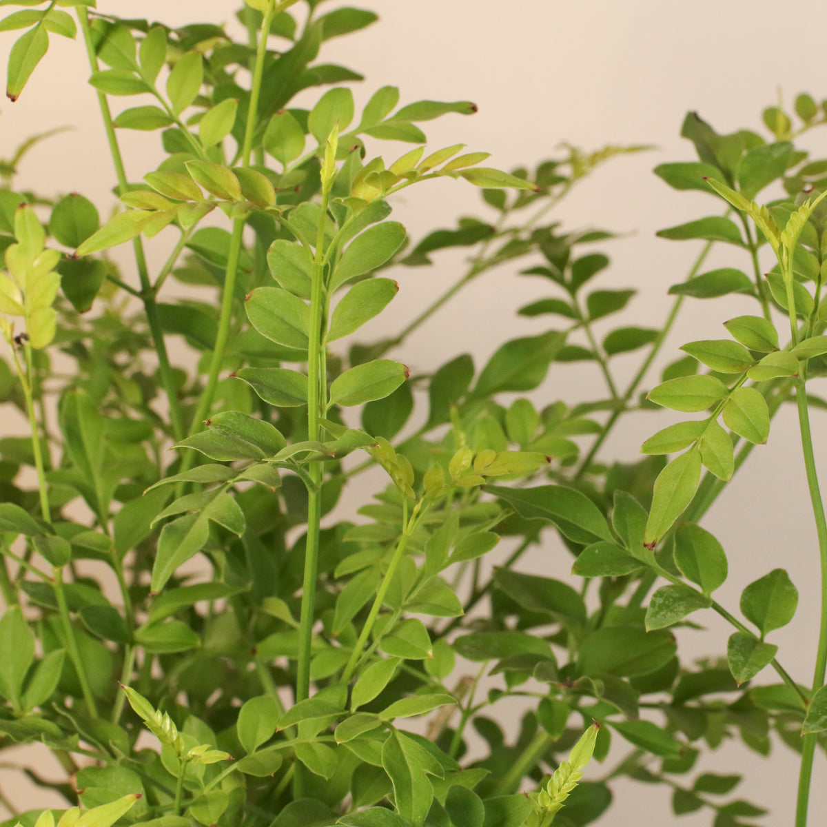 Poet’s Jasmine leaves close up