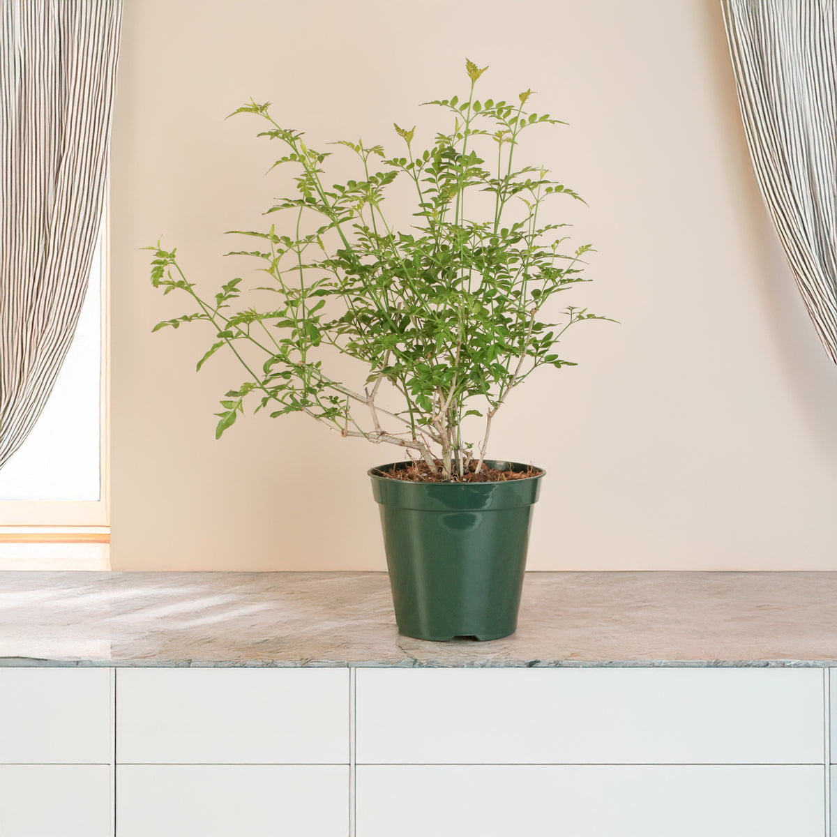 Poet’s Jasmine on top of counter
