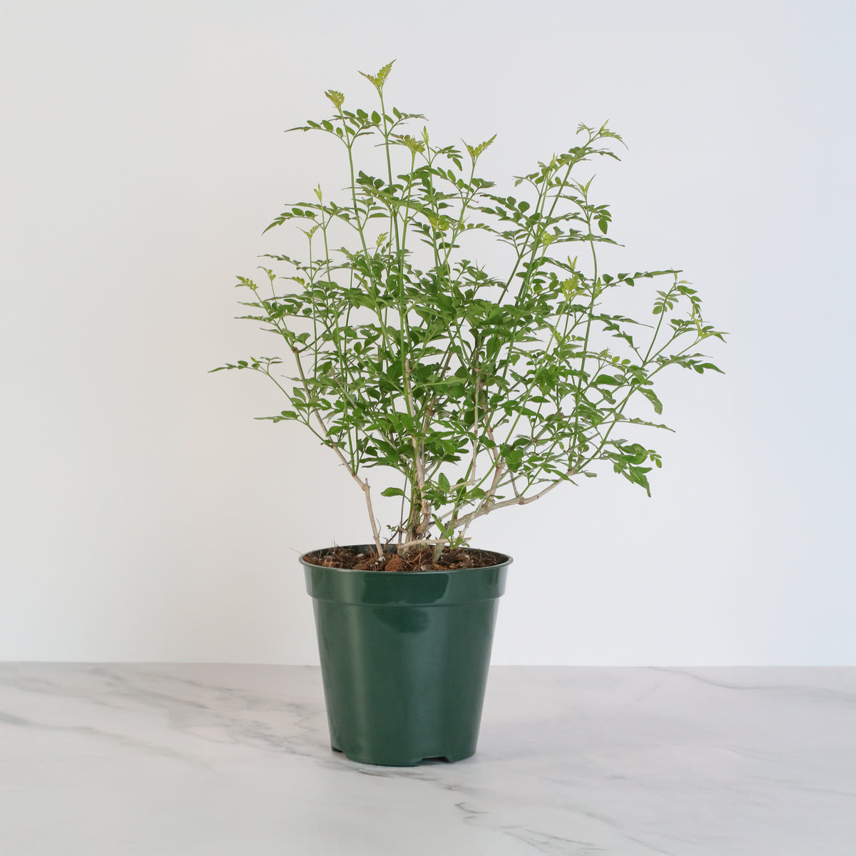 Poet’s Jasmine leaves