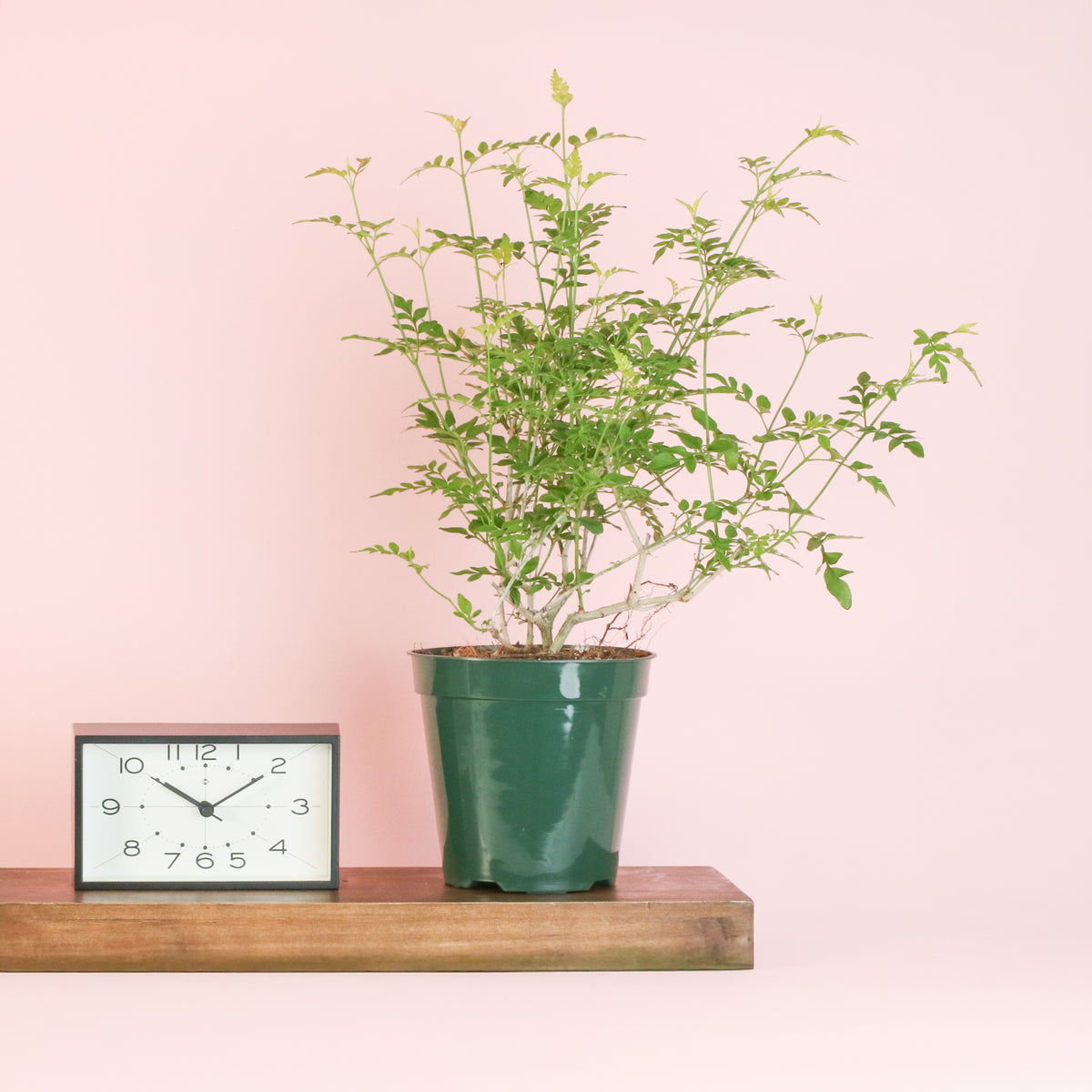 Poet’s Jasmine 4" Plant on floating shelf