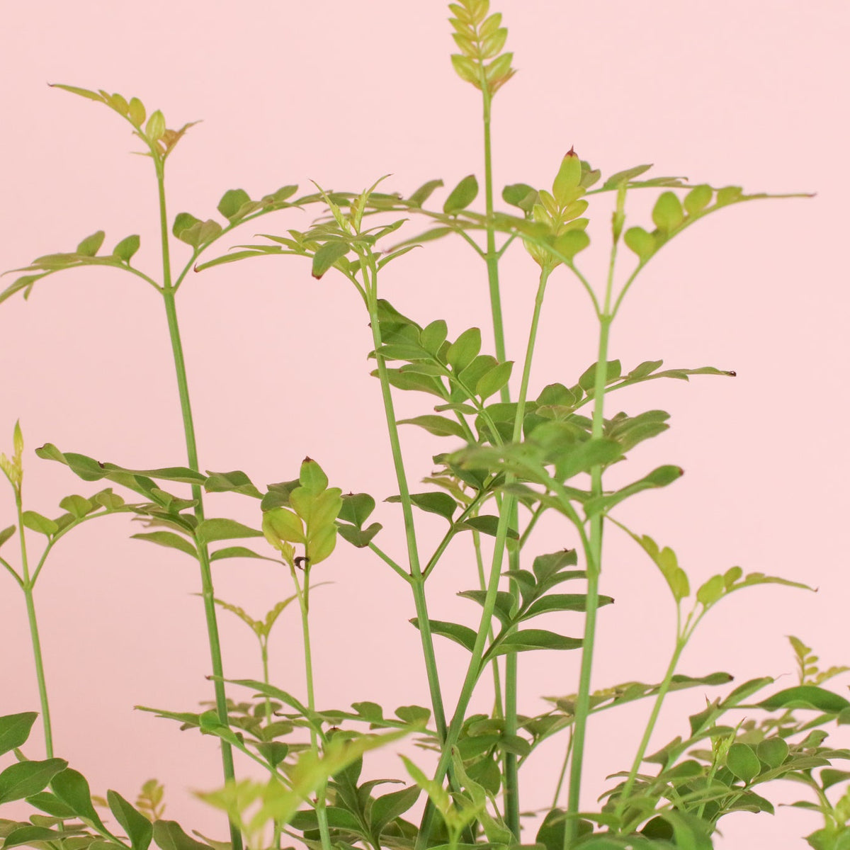 Poet’s Jasmine leaves close up