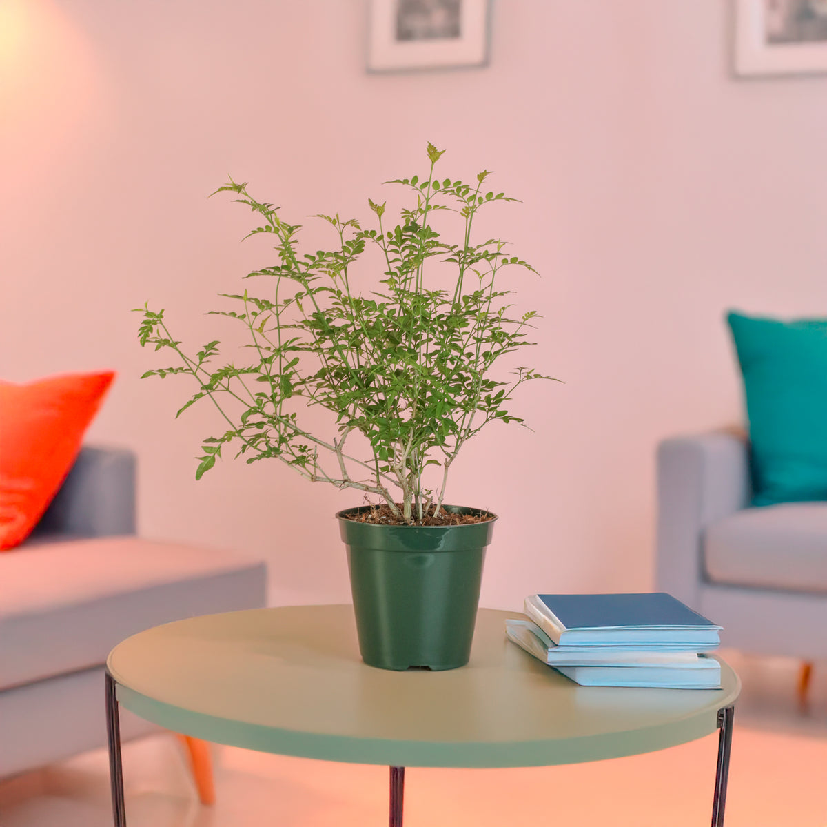 Poet’s Jasmine in living room