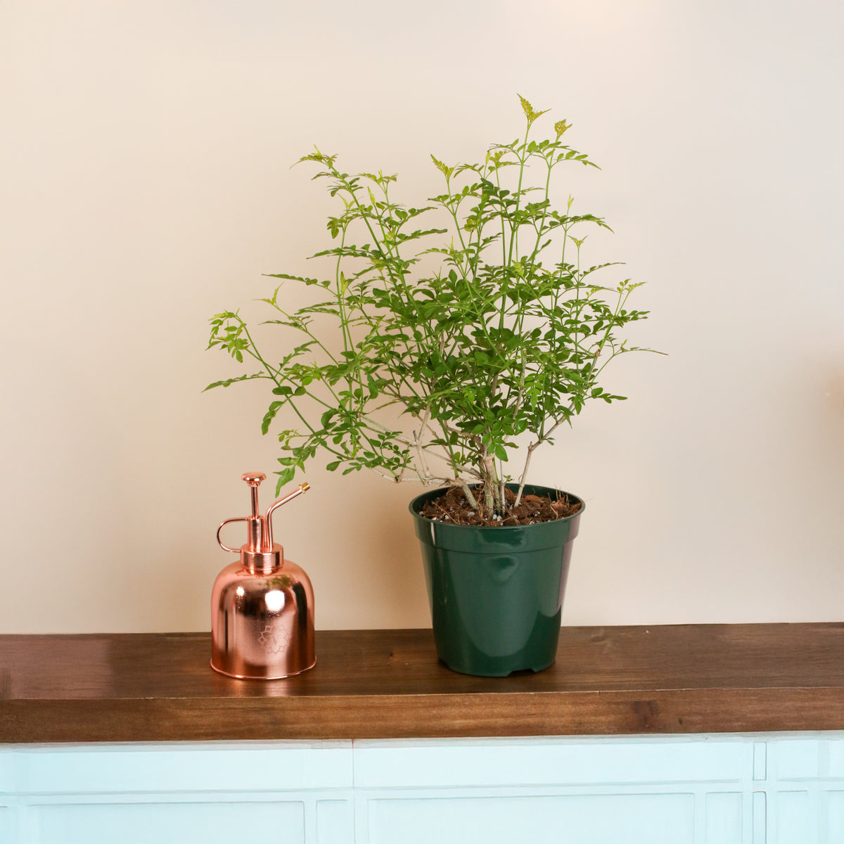 Poet’s Jasmine plant next to mister