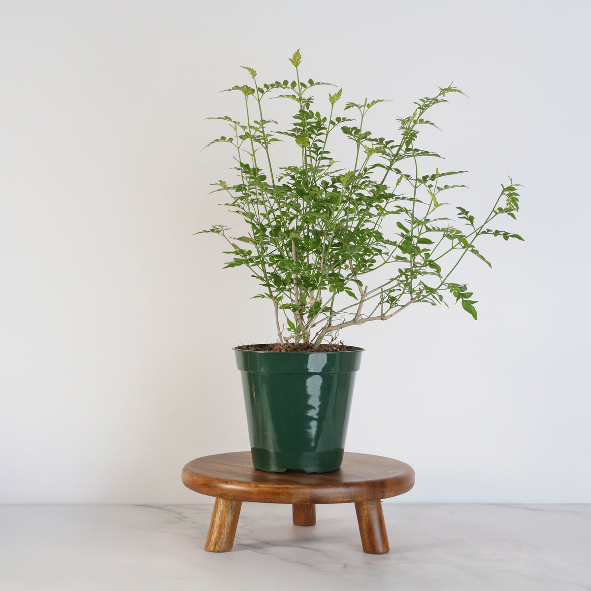 Poet’s Jasmine