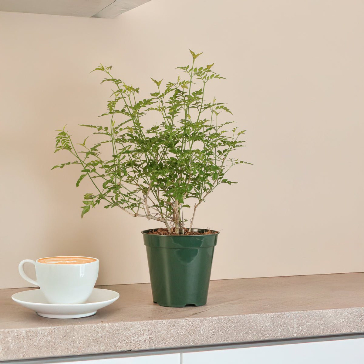 Poet’s Jasmine next to a cup of coffee