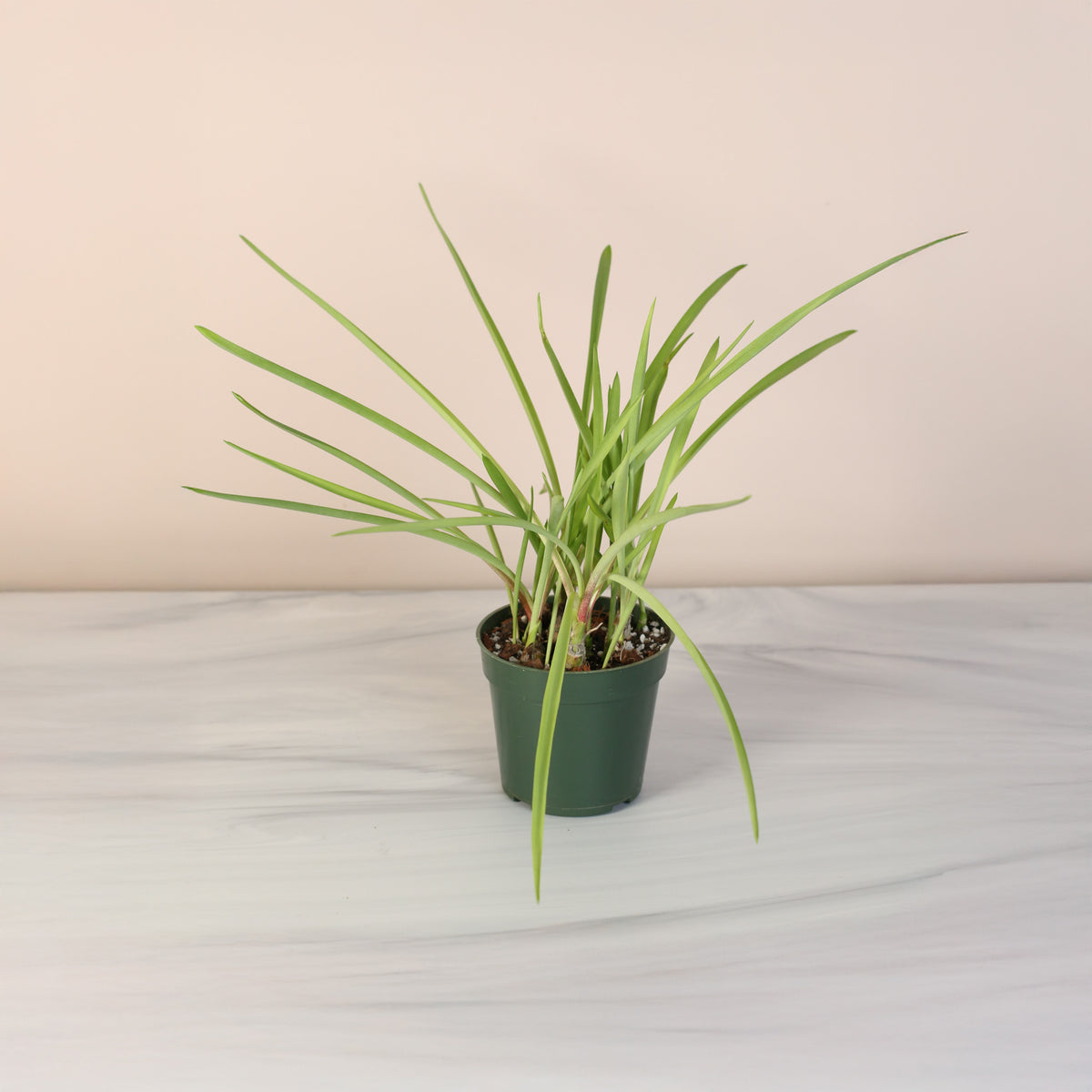 Nursery  4" Polianthes Tuberose 'Single Flower' Fragrant Tuberose