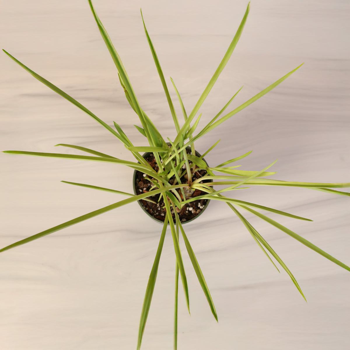 Top View of Polianthes Tuberose 'Single Flower' Fragrant Tuberose