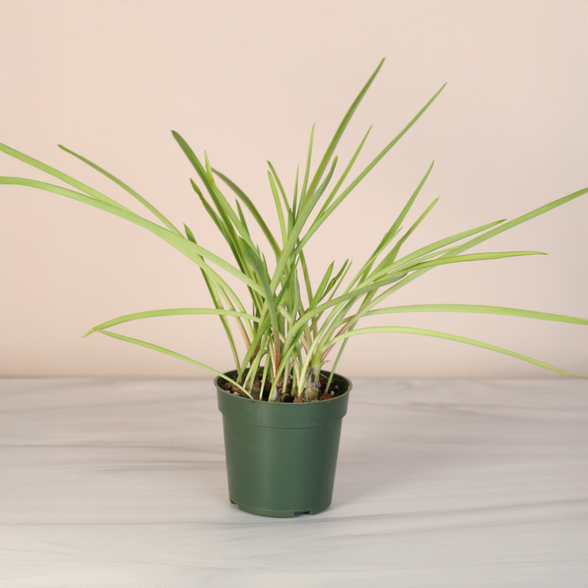 4" Nursery Polianthes Tuberose 'Single Flower' Fragrant Tuberose