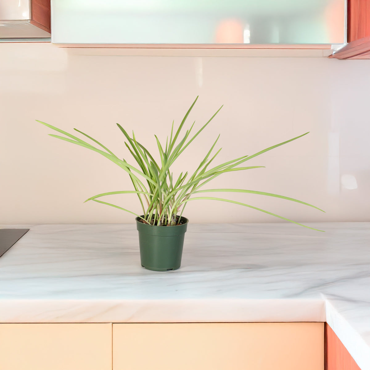 Polianthes Tuberose 'Single Flower' Fragrant Tuberose on Kitchen Counter Top