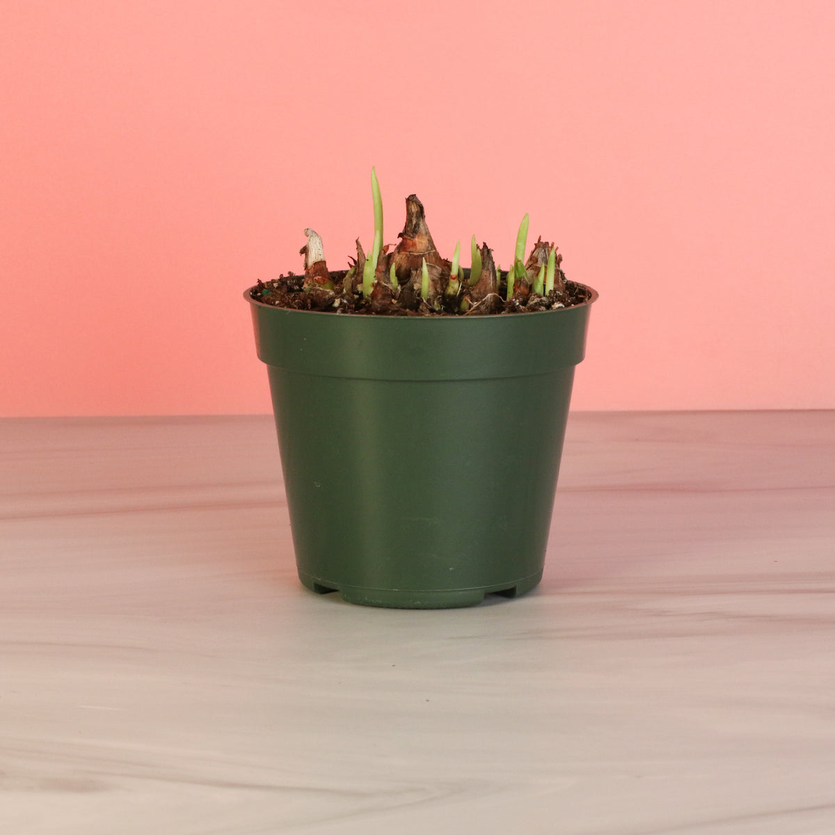 Polianthes Tuberosa ‘Single Flower’ Fragrant Tuberose