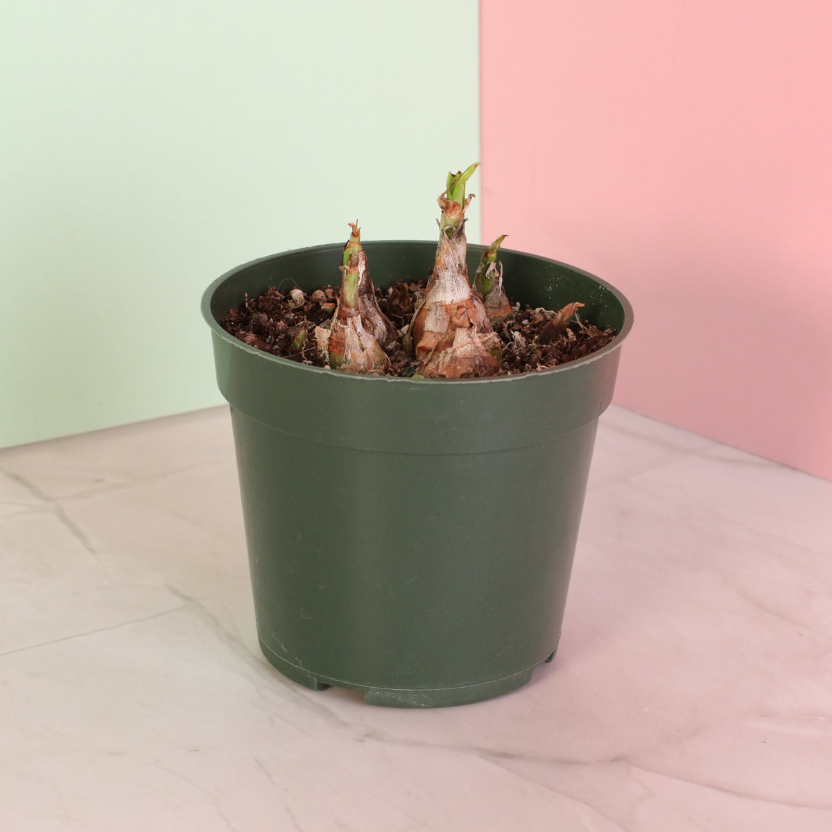 Polianthes Tuberosa ‘Single Flower’ Fragrant Tuberose