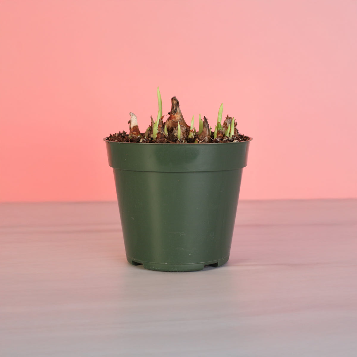 Polianthes Tuberosa ‘Single Flower’ Fragrant Tuberose