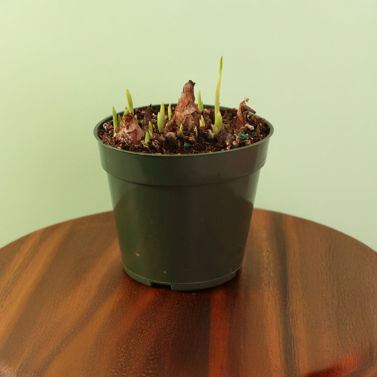 Polianthes Tuberosa ‘Single Flower’ Fragrant Tuberose