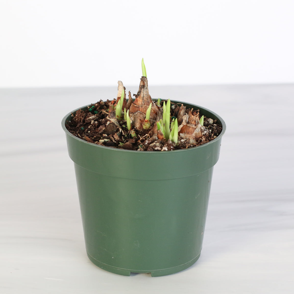 Polianthes Tuberosa ‘Single Flower’ Fragrant Tuberose