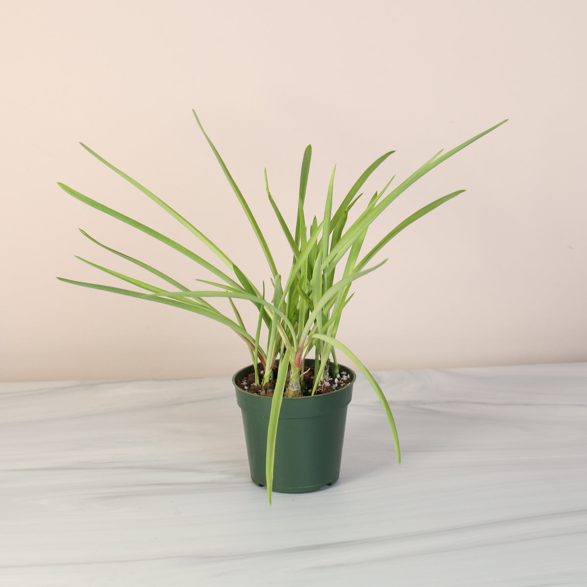 Nursery 4" Polianthes Tuberose 'Single Flower' Fragrant Tuberose