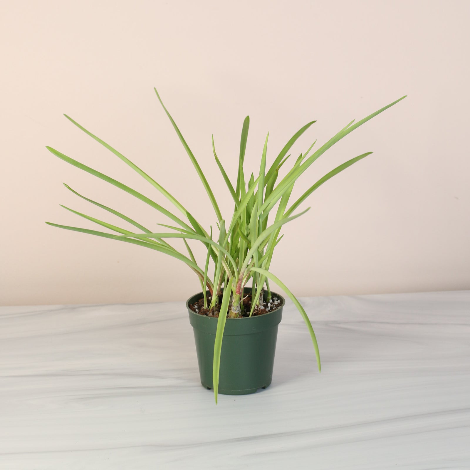 Blooming Polianthes Tuberosa ‘Single Flower’ Fragrant Tuberose