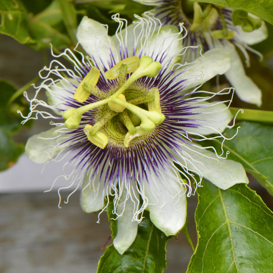 Flower of Passion Fruit Possom Purple