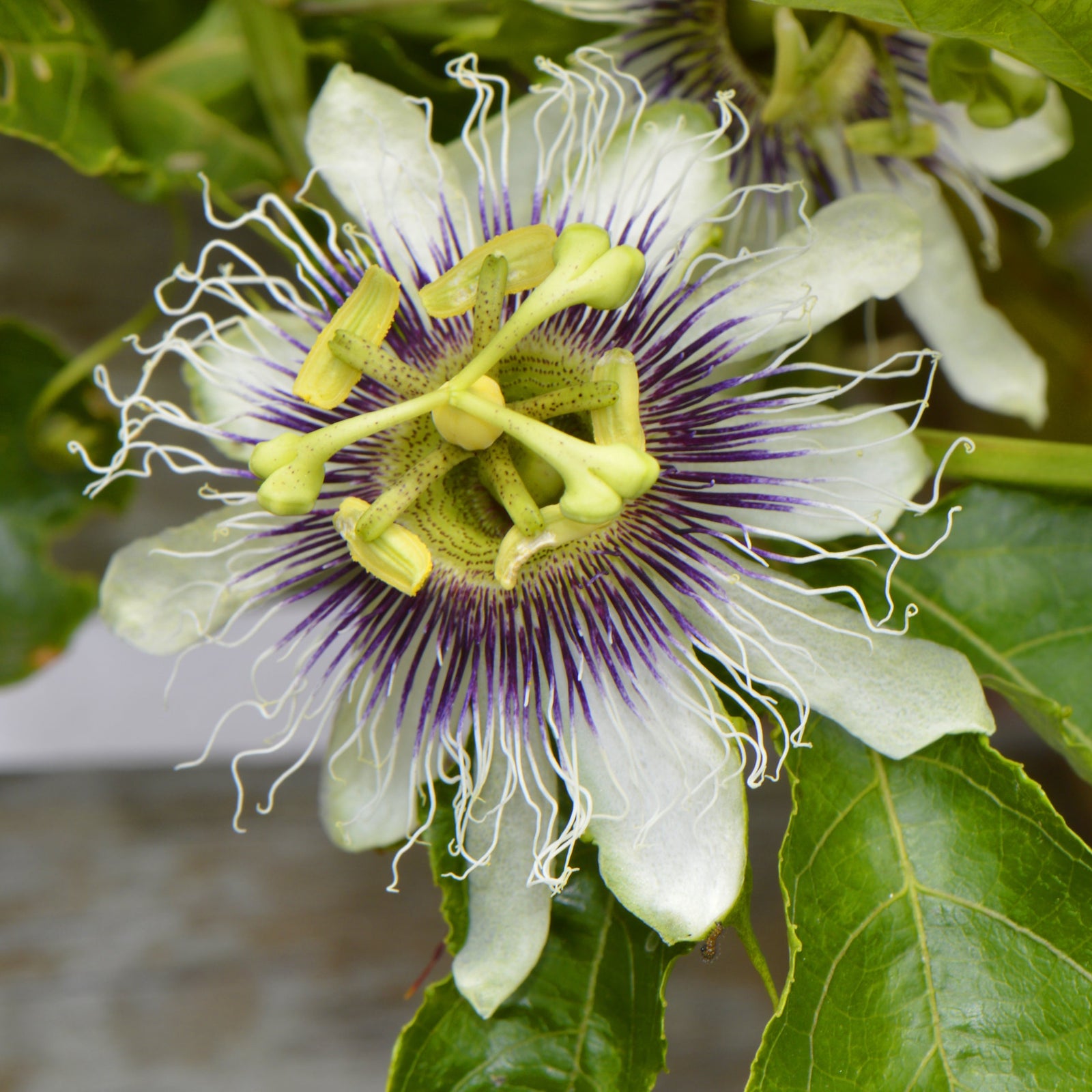 Flower of Passion Fruit Possom Purple