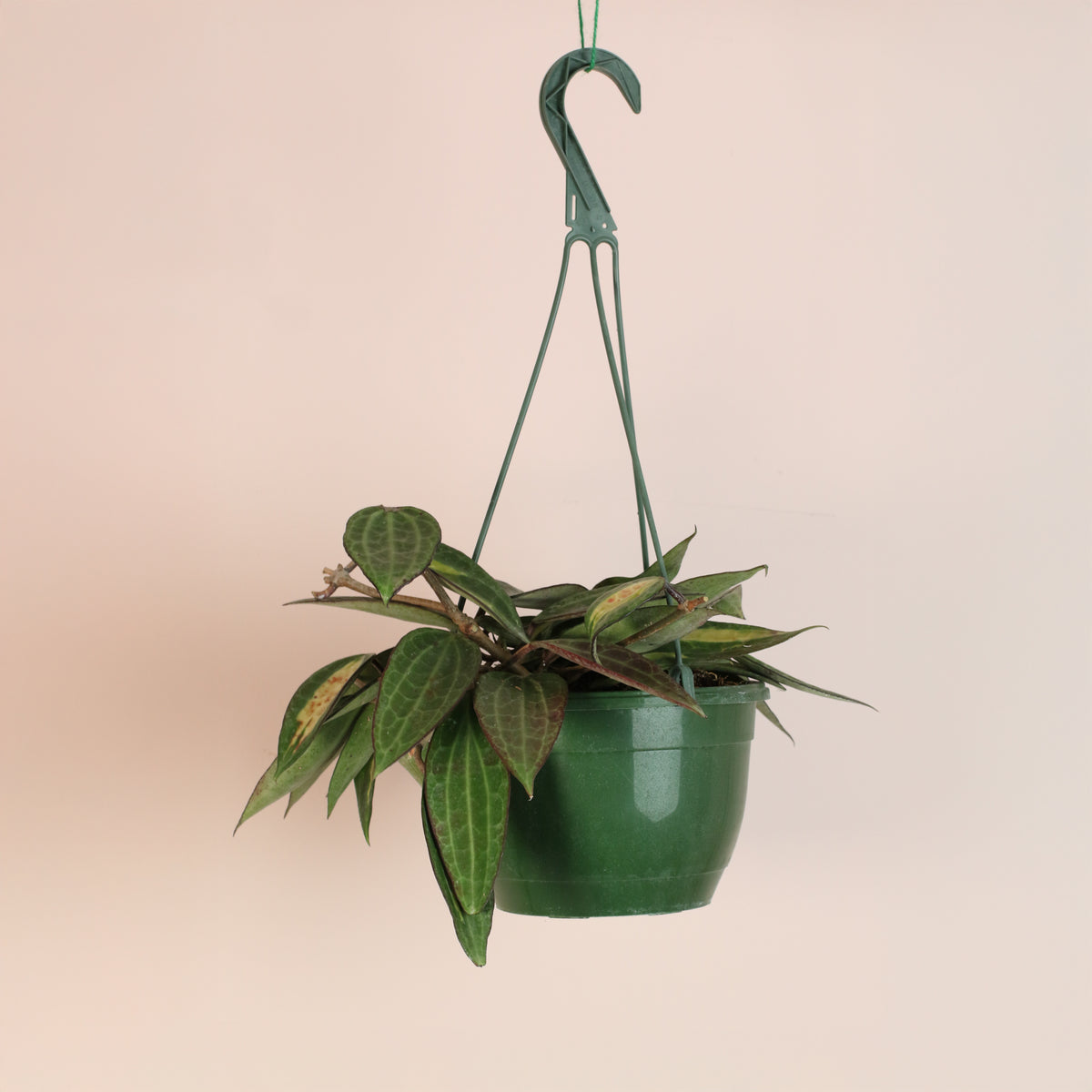 Hoya Pot of Gold in hanging planter