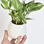 Pearls and Jade Pothos Trailing Air Purifying Plant