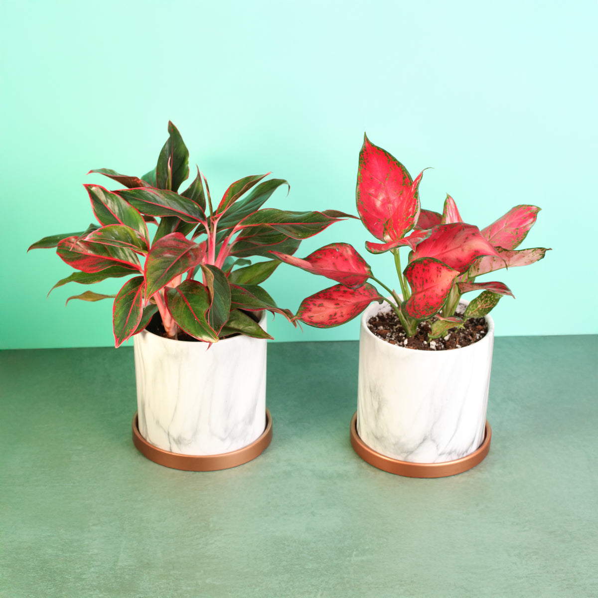 Chinese Evergreen Aglaonema Bundle