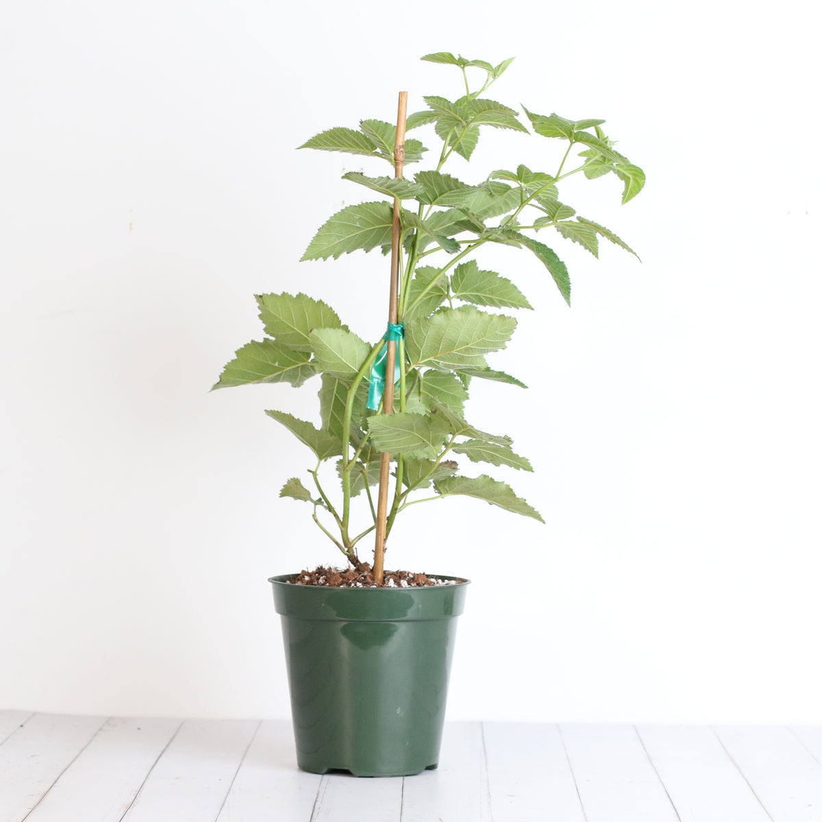 blackberry plant