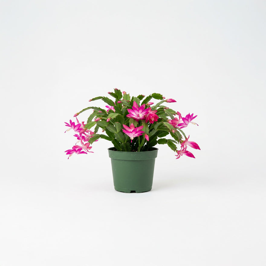 Zygo Christmas Cactus