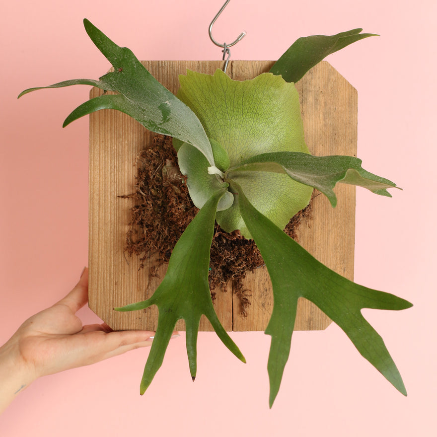 Rare Alcicorne Staghorn Fern on 12" Wall Mount. 