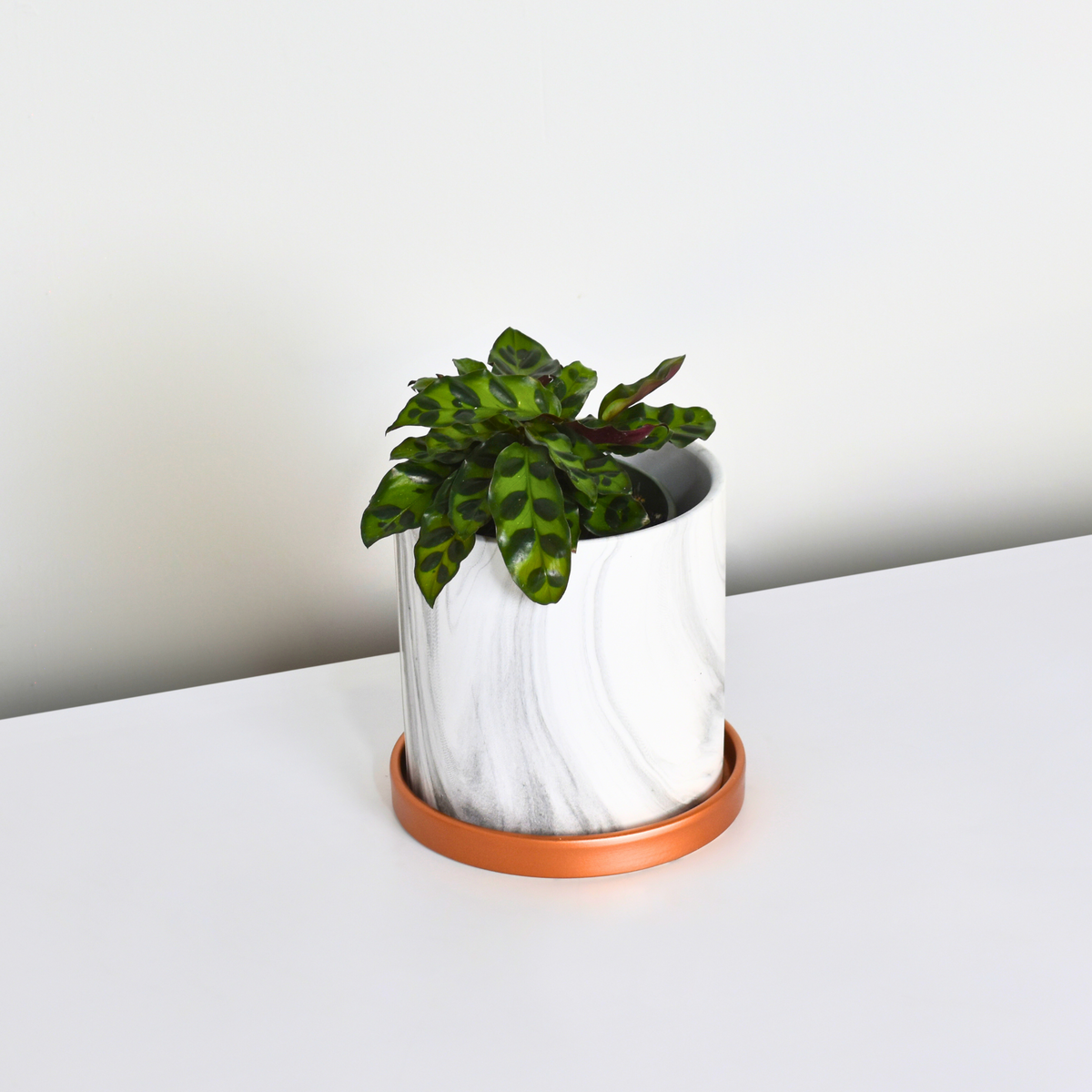 Calathea Rattlesnake Prayer Plant
