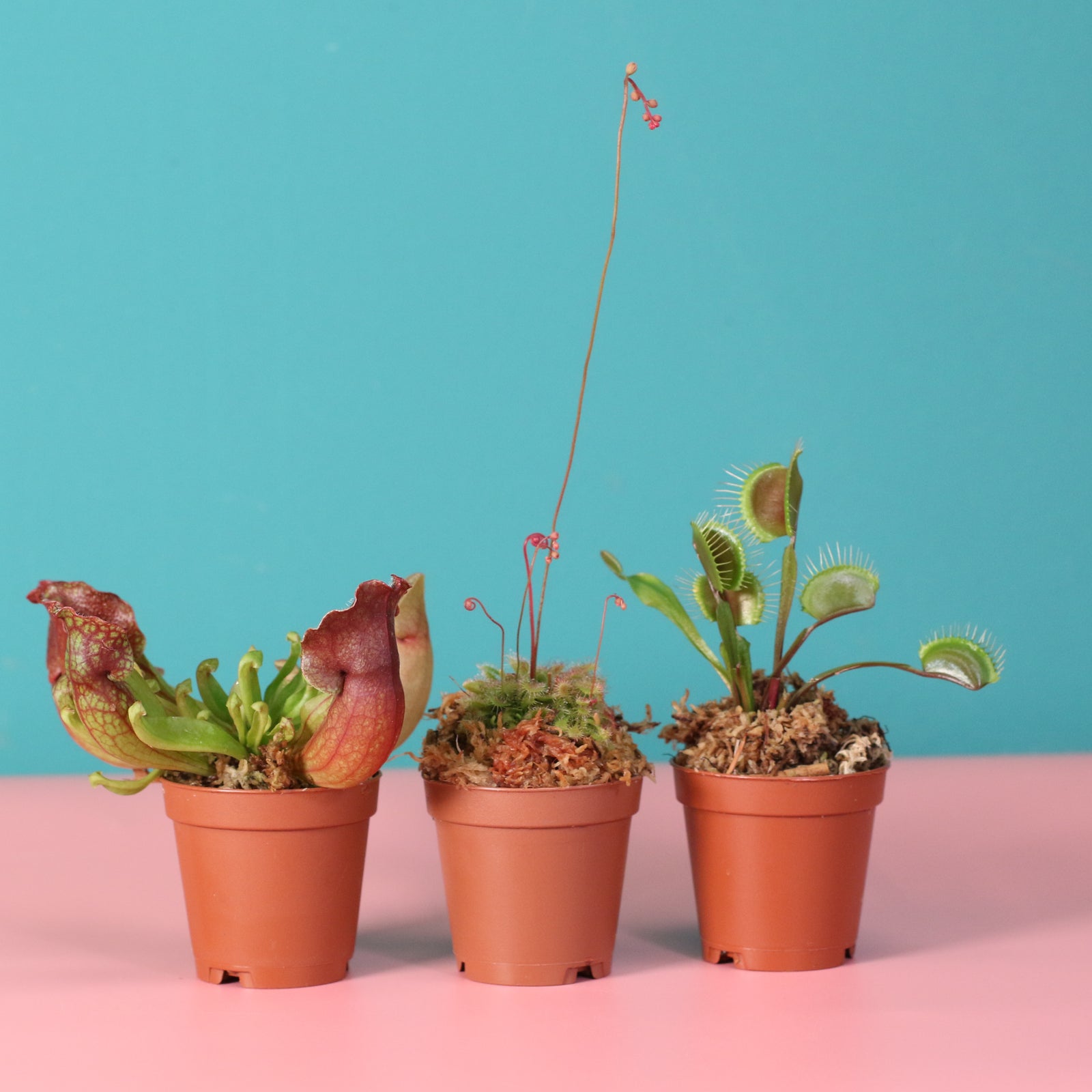 Carnivorous Plant Bundle