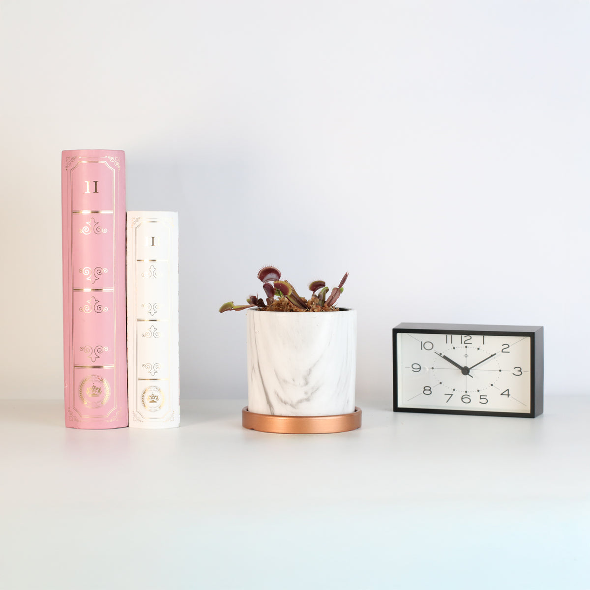 Red Venus Fly Trap in 4.5" Ceramic Daphne Planter next to books and clock. 