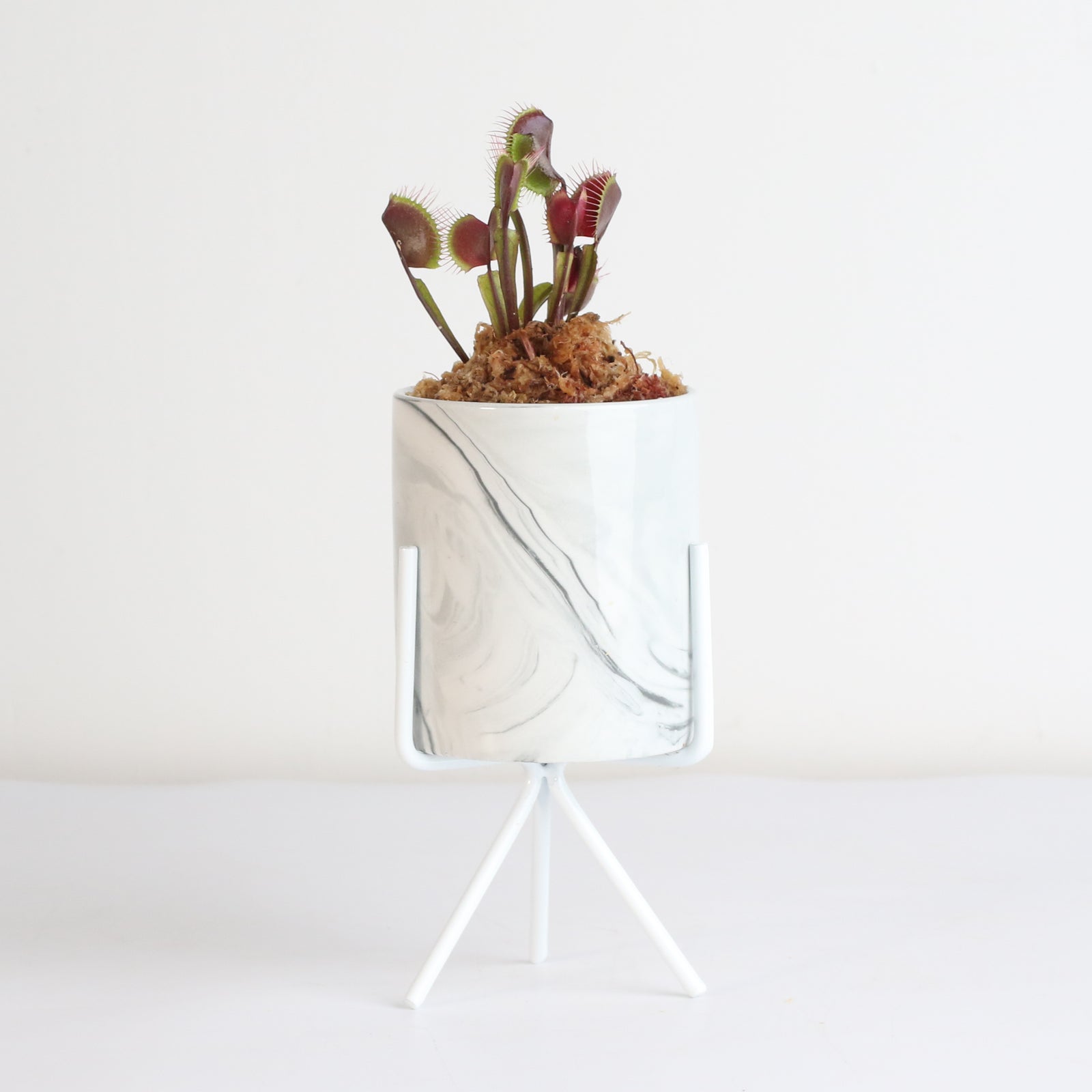 Red Venus Fly Trap in 4.5" Ceramic Daphne Planter.
