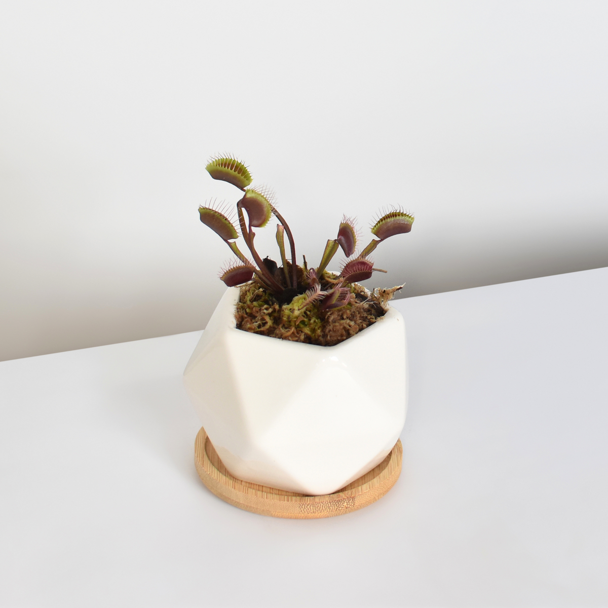 Red Venus Fly Trap
