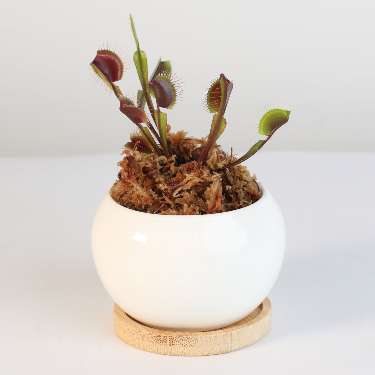 Red Venus Fly trap
