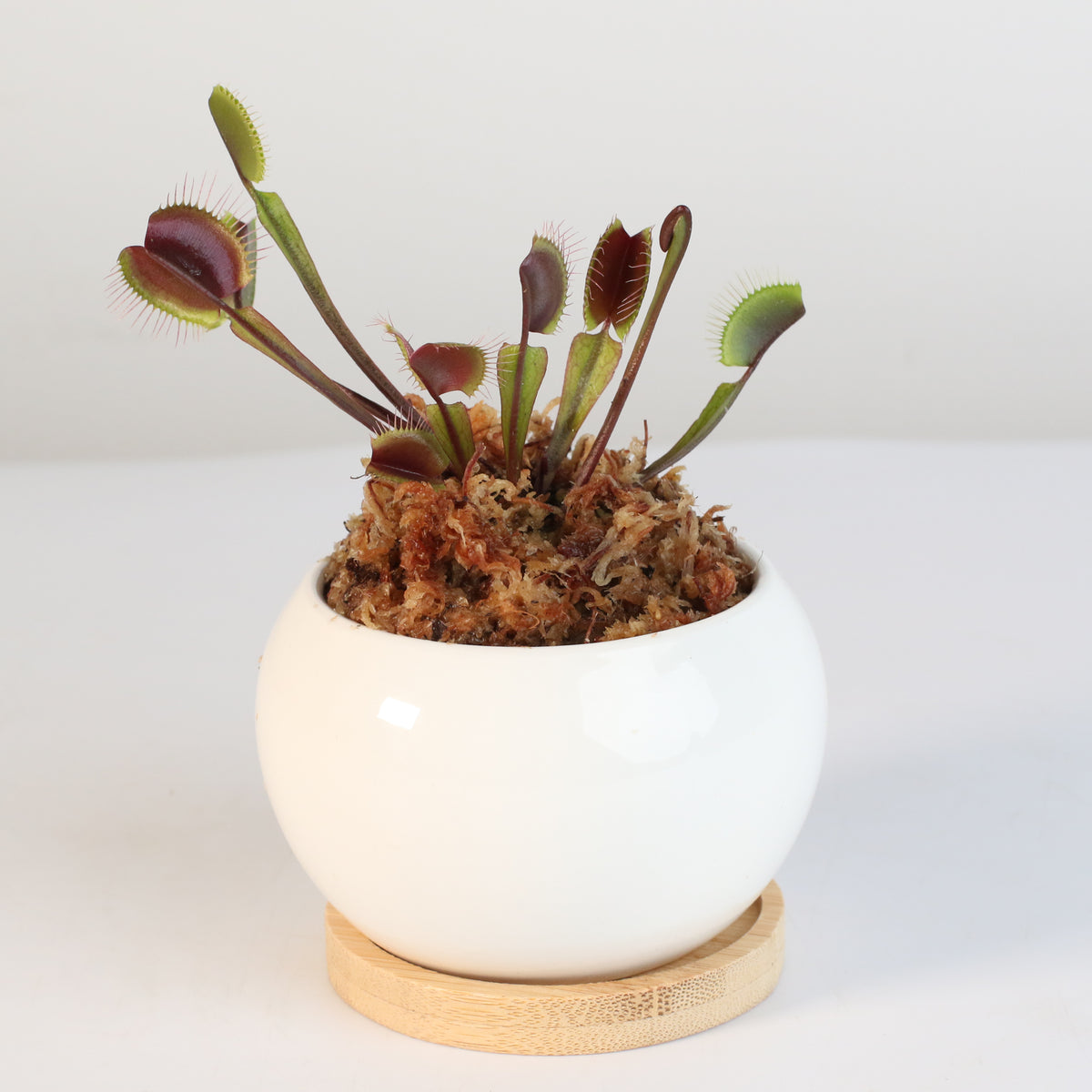 Red Venus Flytrap
