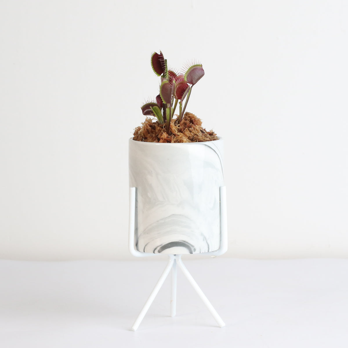 Red Venus Flytrap
