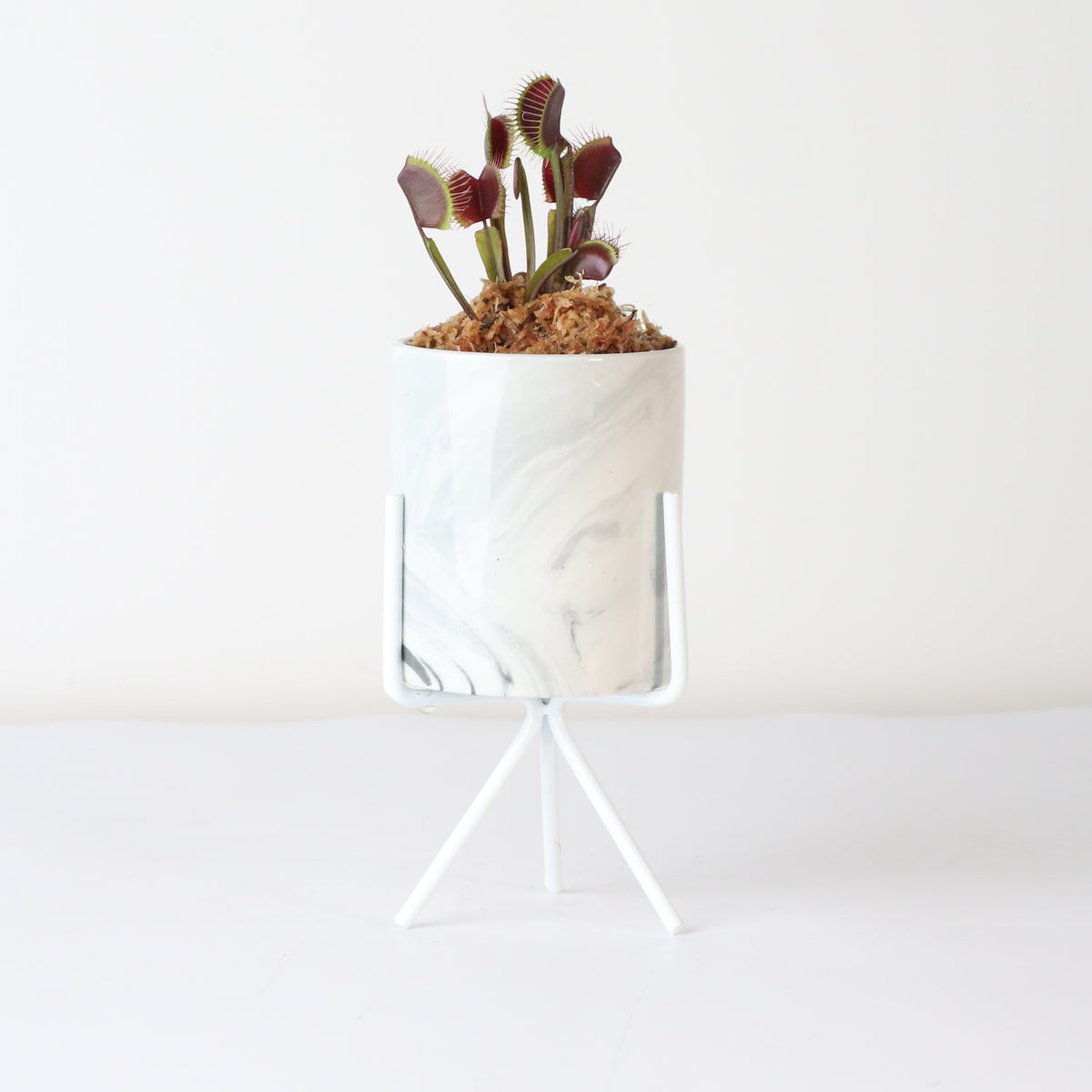 Red Venus Flytrap

