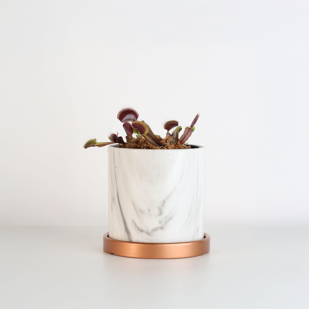 Red Venus Fly Trap in 4.5&quot; Ceramic Daphne Planter.