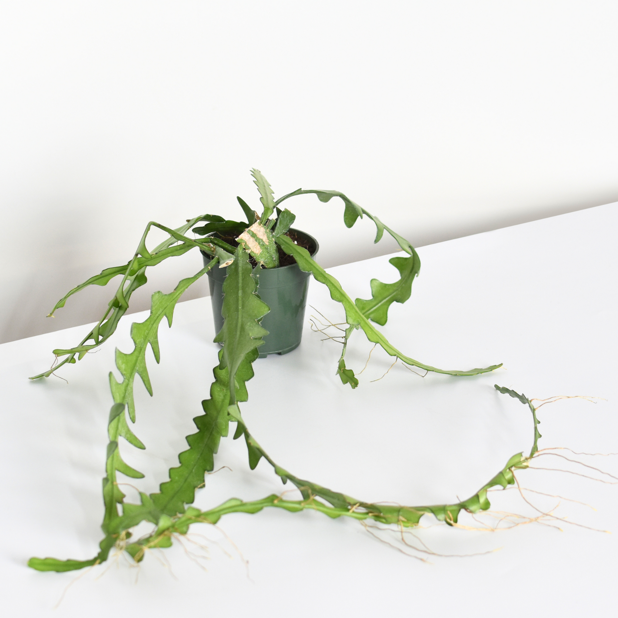 files/RicRacCactusIn6Nursery.png