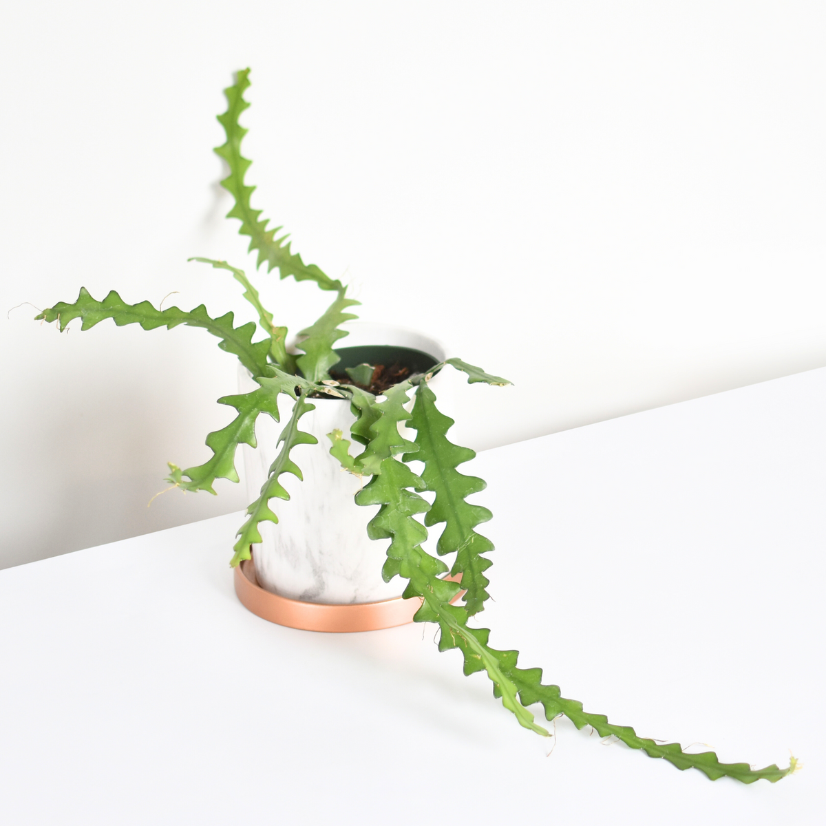 Ric Rac Fishbone Trailing Cactus