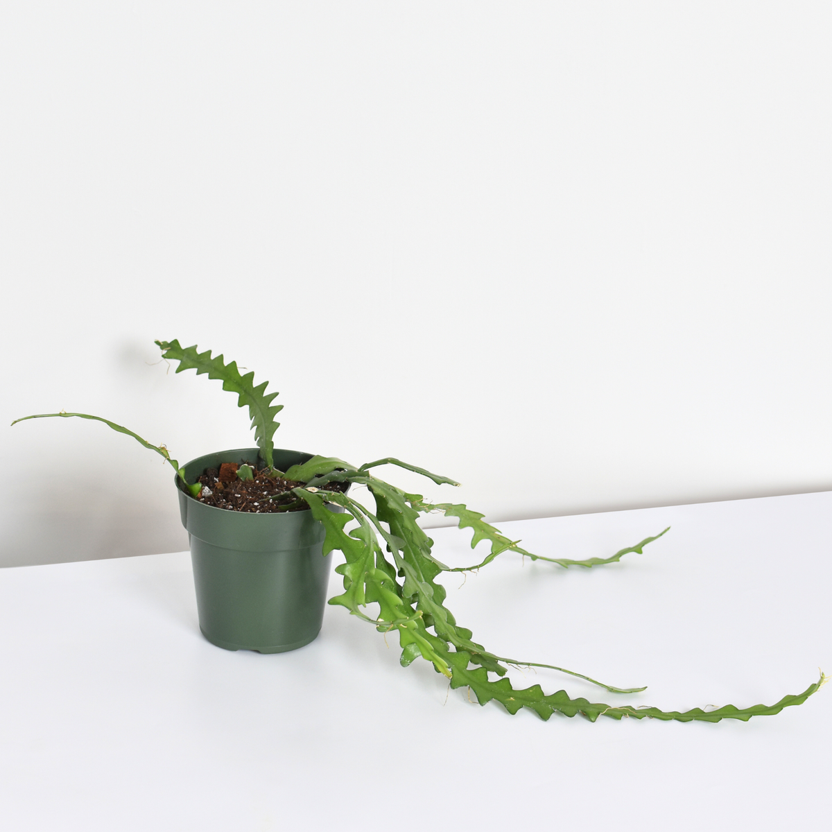 Ric Rac Fishbone Trailing Cactus